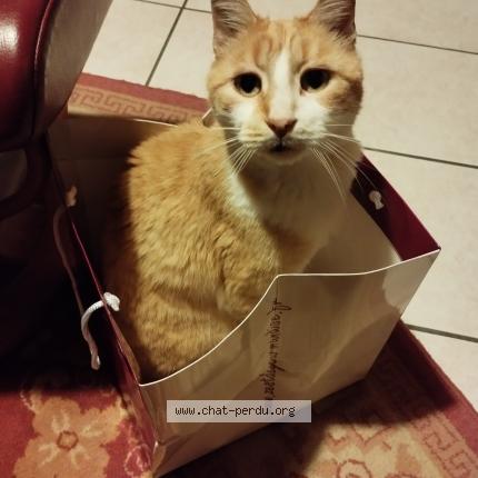 Foto 2/2 Babichon Chat perdido en Ribaute les tavernes