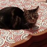 Foto del gato perdido en Annecy