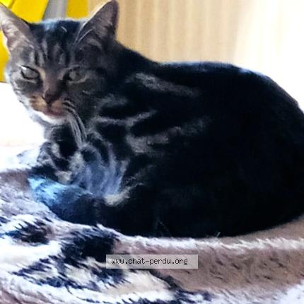 Foto 2/2 zounette Chat perdido en Annecy