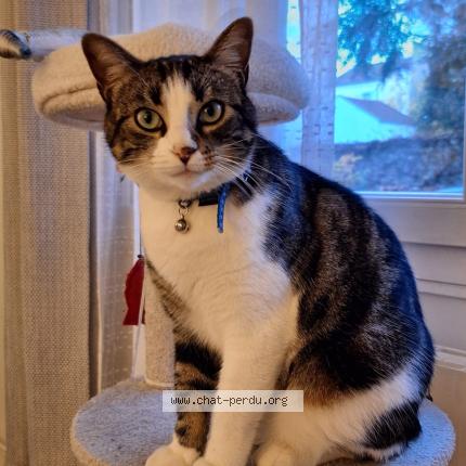 Foto 1/1 Tigrou Chat perdido en La garenne colombes