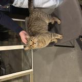 Foto de gato encontrado en Chaumont Sur Loire