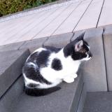 Foto del gato perdido en Ottignies