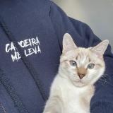 Foto del gato perdido en Fontenay Sous Bois