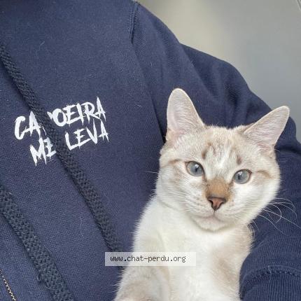 Foto 1/1 Azur Chat perdido en Fontenay sous bois