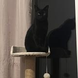 Foto del gato perdido en Moulis En Medoc