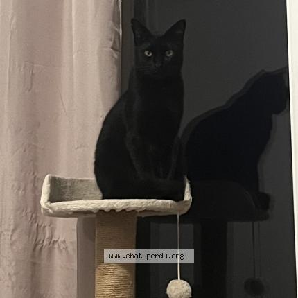 Foto 1/1 Krokmo Chat perdido en Moulis en medoc