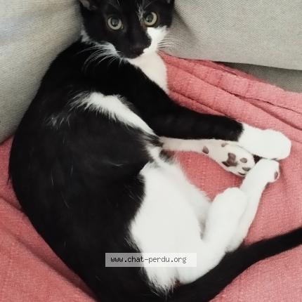 Foto 1/1 CHIDO Chat perdido en La chapelle sur edre