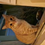 Foto de gato encontrado en Lyon