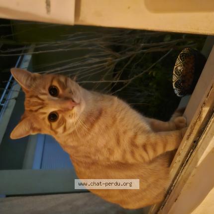 Foto 1/1 Gato encontrado Encontrado en Lyon