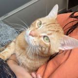 Foto del gato perdido en Montauban