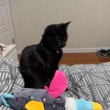 Foto del gato perdido en Longueuil