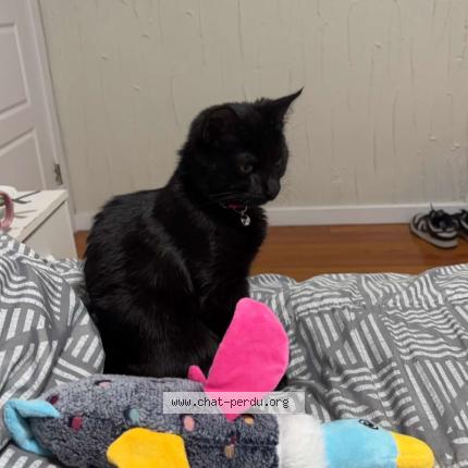 Foto 1/1 Nova Chat perdido en Longueuil