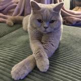 Foto del gato perdido en Villeneuve Les Maguelones