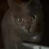 Foto de gato encontrado en Boisseuil