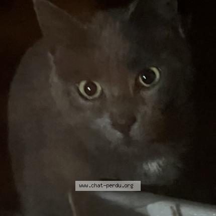 Foto 1/1 Gato encontrado Encontrado en Boisseuil