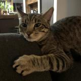 Foto del gato perdido en Esperce