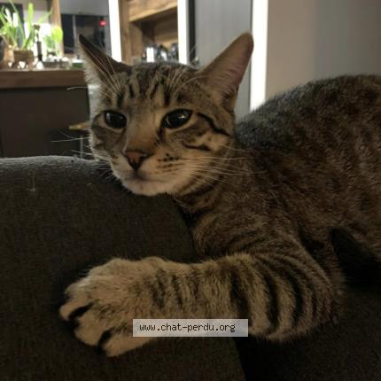 Foto 1/1 LOKÏ Chat perdido en Esperce