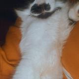 Foto del gato perdido en San Diego