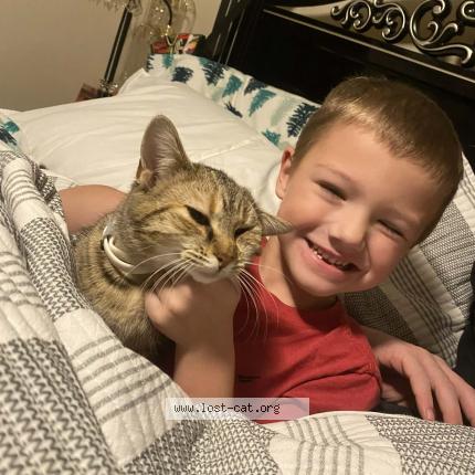 Foto 1/1 Persnickety Chat perdido en Shepherdsville