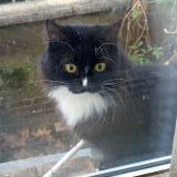 Foto de gato encontrado en Tassin La Demi Lune