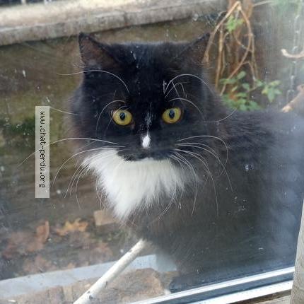 Foto 1/1 Gato encontrado Encontrado en Tassin la demi lune