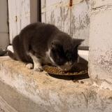 Foto de gato encontrado en Chateauroux