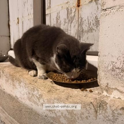 Foto 1/1 Gato encontrado Encontrado en Chateauroux