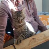 Foto del gato perdido en Marseille