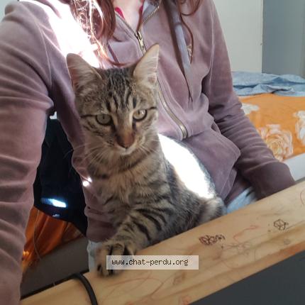 Foto 1/1 Néa Chat perdido en Marseille