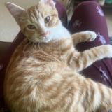 Foto del gato perdido en Edmonton