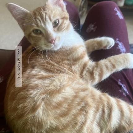Foto 1/1 Ginger Chat perdido en Edmonton
