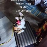 Foto del gato perdido en Tampa