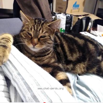 Foto 1/1 Pacha Chat perdido en Clermont ferrand