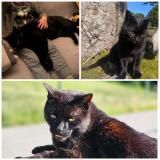 Foto del gato perdido en 42660 St Regis Du Coin