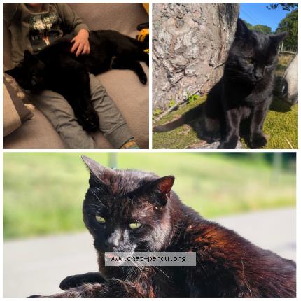 Foto 1/1 sparcco Chat perdido en 42660 st regis du coin