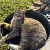 Foto del gato perdido en Lunan