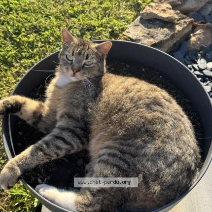 Foto 1/1 Tigrou Chat perdido en Lunan