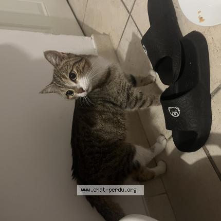 Foto 1/1 Gato encontrado Encontrado en Nimes