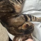 Foto del gato perdido en Chateau Gontier