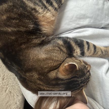 Foto 1/1 Shiva Chat perdido en Chateau gontier