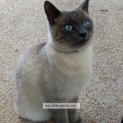 Foto 1/1 HAPPY Chat perdido en Golfech