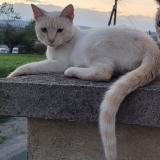 Foto del gato perdido en Saint Georges Haute Ville