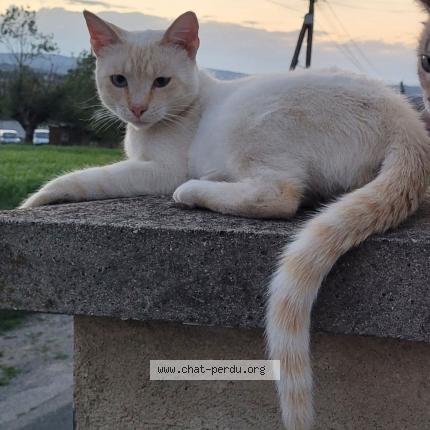 Foto 1/1 Venom Chat perdido en Saint georges haute ville