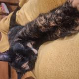 Foto del gato perdido en Lausanne