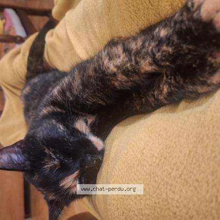 Foto 1/1 Gis&egrave;le Friche Chat perdido en Lausanne