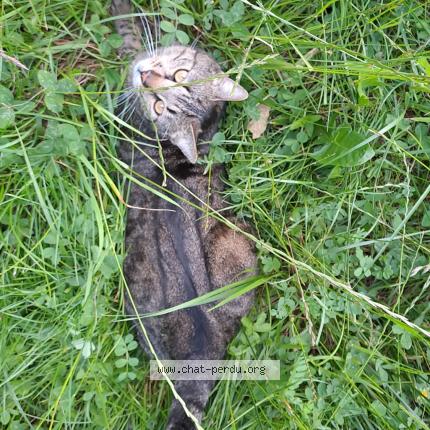 Foto 1/1 L&eacute;o Chat perdido en Seyssinet pariset