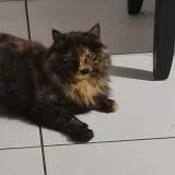 Foto del gato perdido en Aussillon