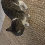 Foto de gato encontrado en Saugnac Et Cambran