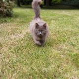 Foto del gato perdido en Saint Jean Des Echelles