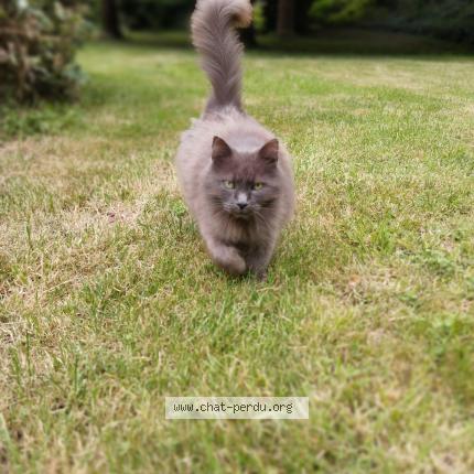 Foto 1/1 Guizmo Chat perdido en Saint jean des echelles